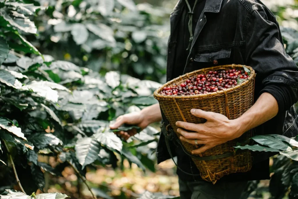Agribusiness - Apex Investment PLC
